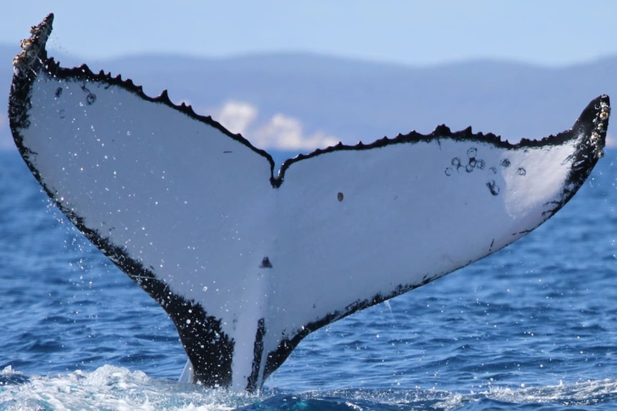 Whales Travel Record 15,100km Between Brazil and Australia - Image 4