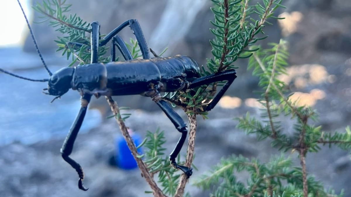 Extinct 'Tree Lobster' Insect Found Thriving in New Spots - Image 2