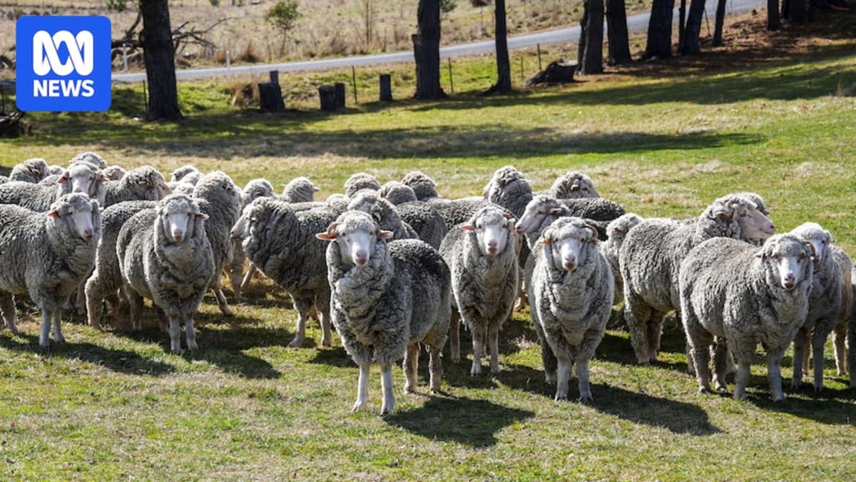 Australian Sheep Industry Turns to Tea-Tree Oil
