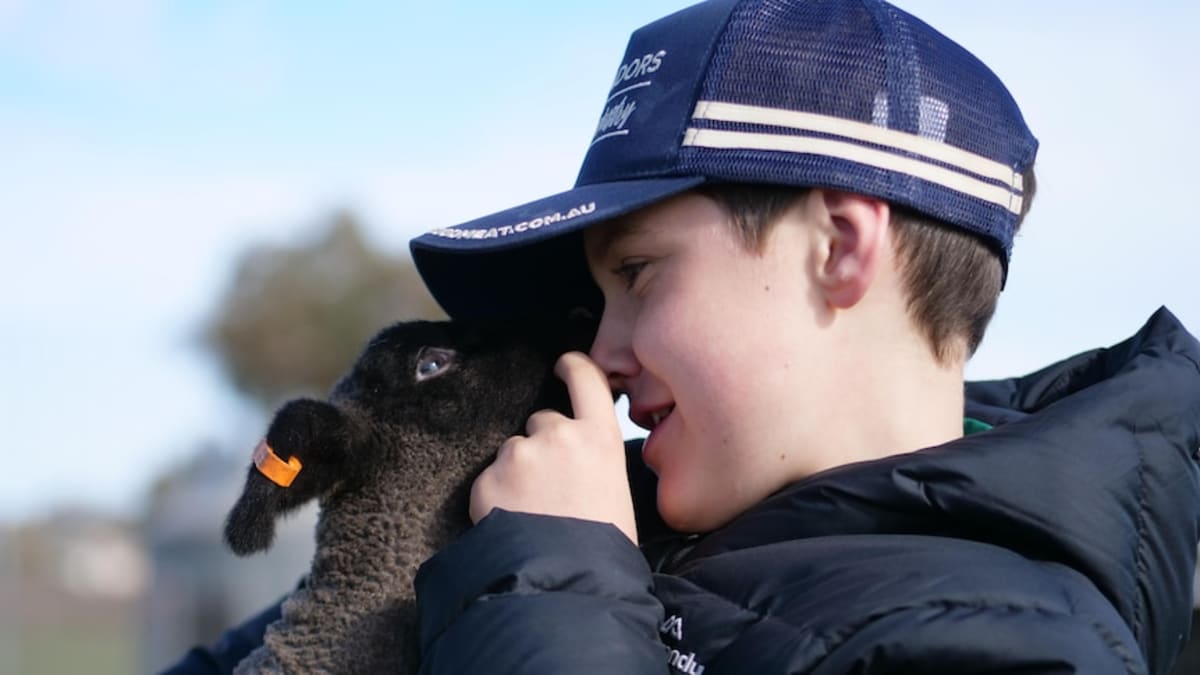 11-Year-Old Runs Sheep Stud to Save Heritage Breed - Image 2