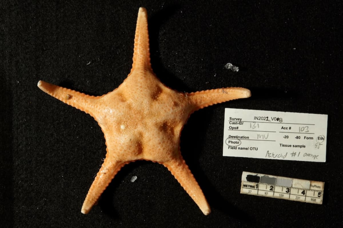 Scientists Discover 149 New Species in Remote Australian Waters - Image 2