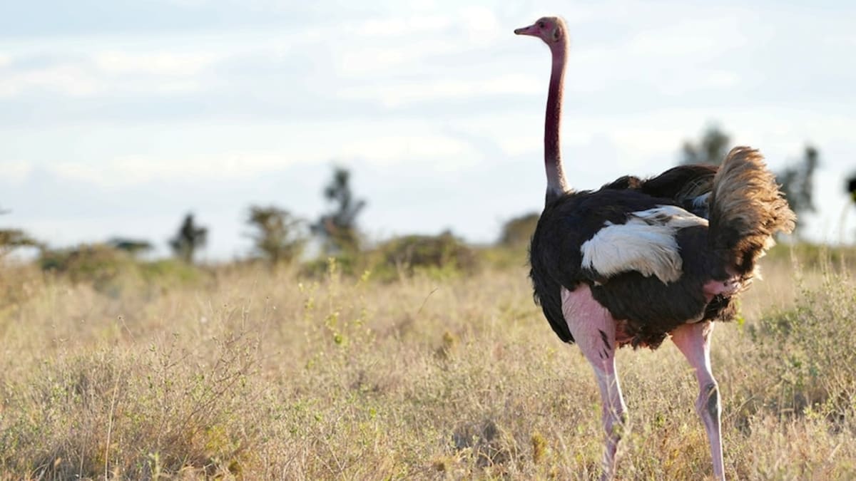 Australian Farmer Transforms Kenya's "Uncroppable" Land - Image 2