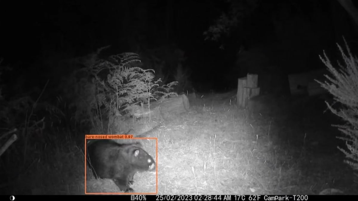 AI Cuts Wildlife Protection Work From Weeks to Hours - Image 2
