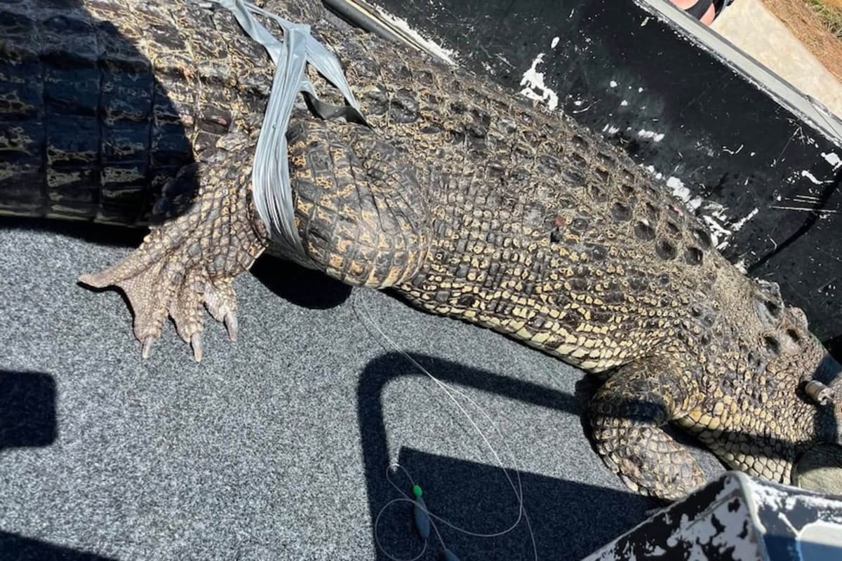 3.5-Meter Saltwater Croc Finds New Home After Beach Rescue - Image 4