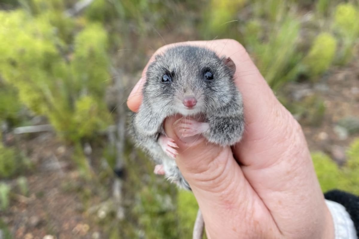 Tiny Marsupials Thrive in Fire-Proof Homes After Bushfire - Image 3