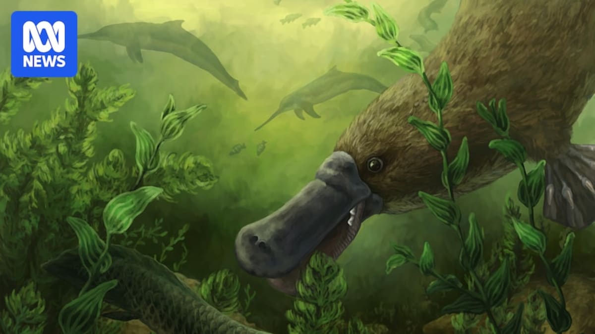 25-Million-Year-Old Platypus With Teeth Found in Australia