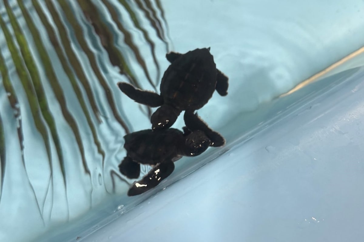 Rare Hybrid Turtle Hatchlings Found at Queensland Beach - Image 4