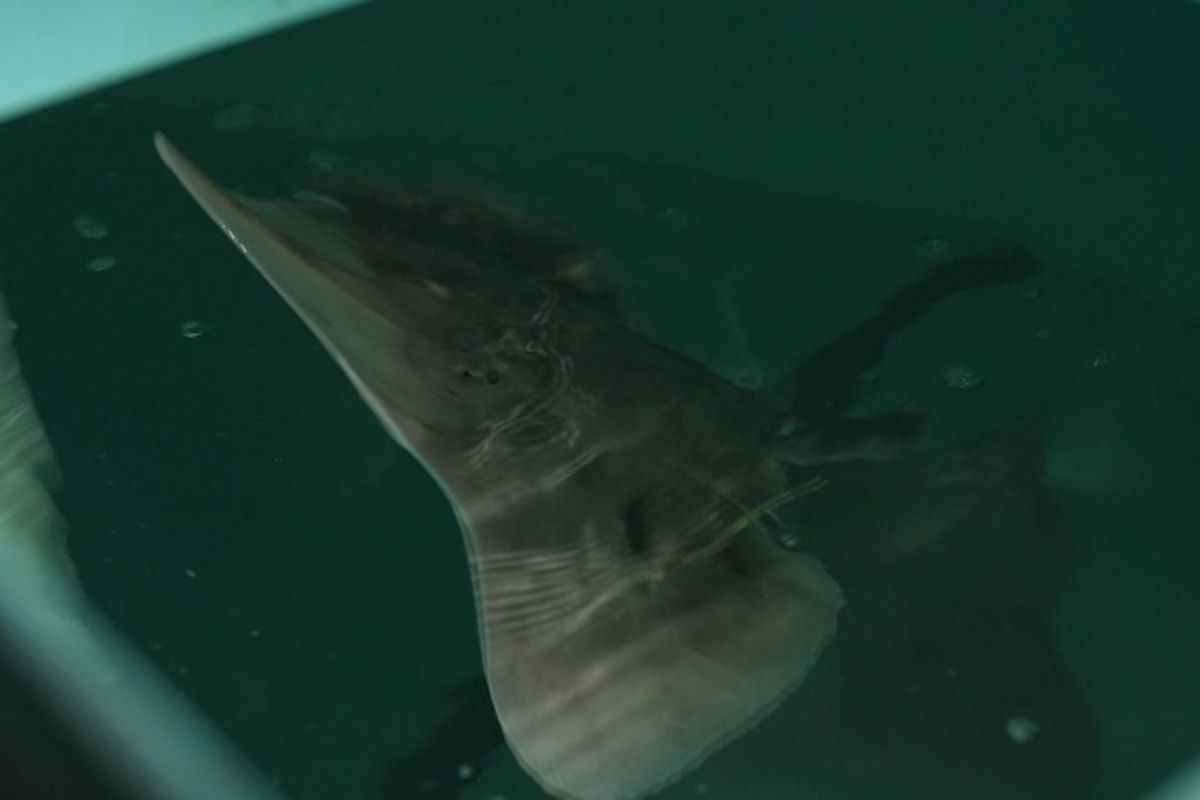 Two Endangered Skates Return Home After 2 Years in Captivity - Image 4