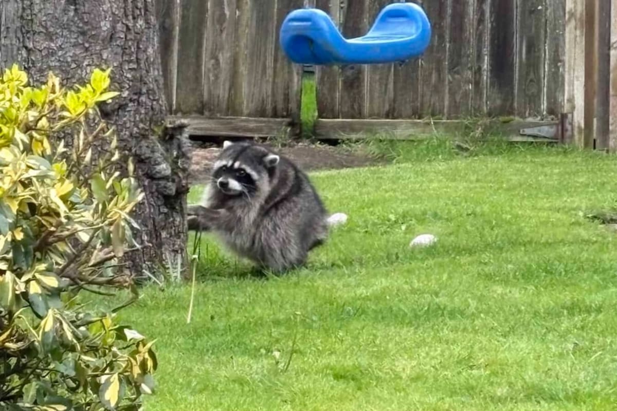 Seattle's Jimothy the Raccoon Wins Hearts With 6.8M Views - Image 4