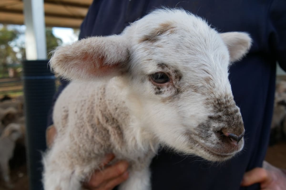 Australia Sheep Farm Sees Twin Lambs Boom After Rain - Image 3