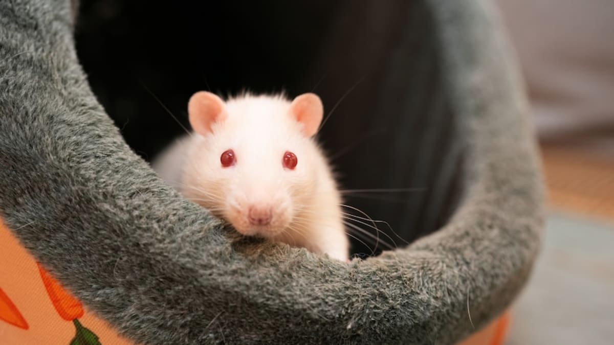 Australia Opens First Adoption Center for Lab Animals - Image 2