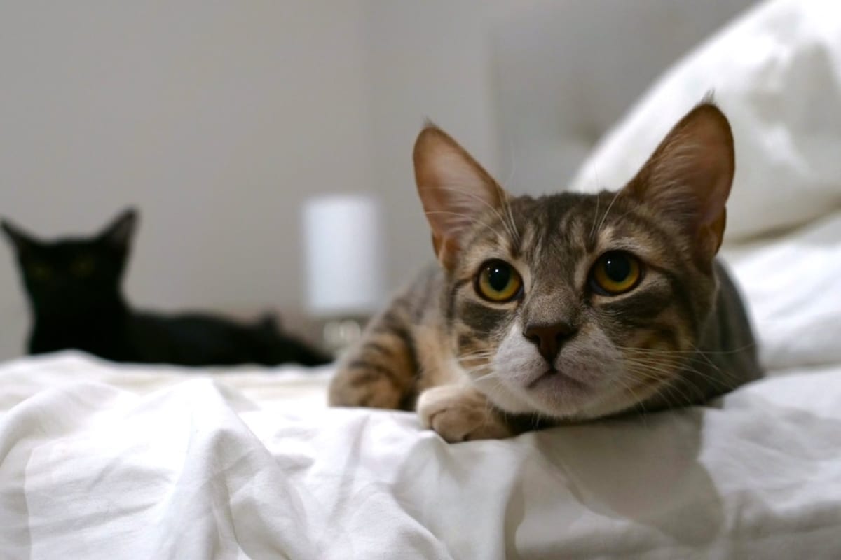 New Laws Help Abuse Survivors Keep Their Beloved Pets Safe - Image 5