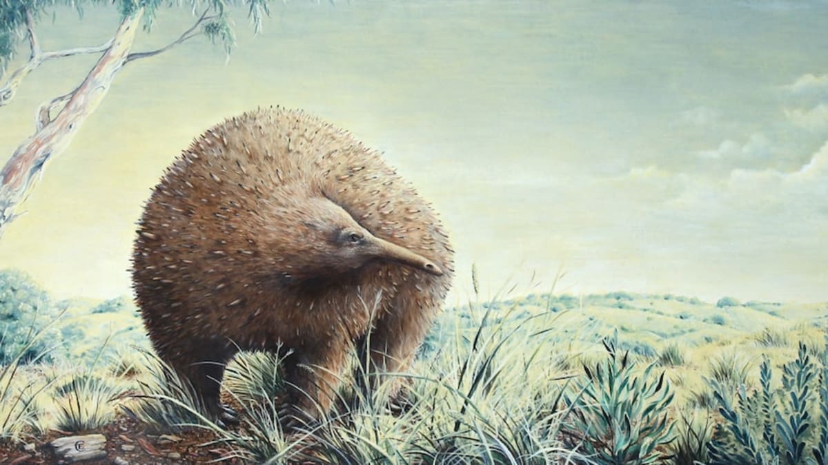 Giant Echidna Fossil Fills 1,000-Mile Gap in Ice Age Map - Image 3