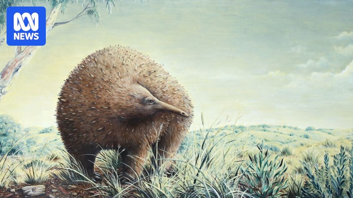 Partial skull fossil of extinct giant echidna displayed against neutral background at Museums Victoria