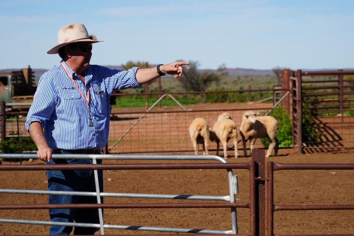 TV Show Sparks Surge in Working Dog Demand Down Under - Image 3