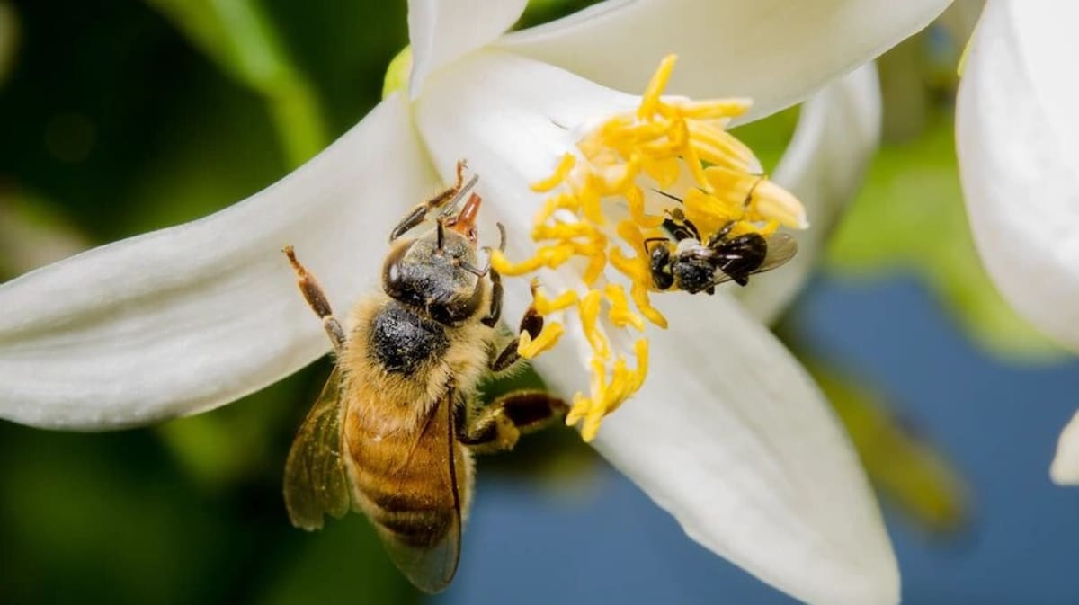 European Honeybees Can Count, Australian Scientists Discover - Image 2