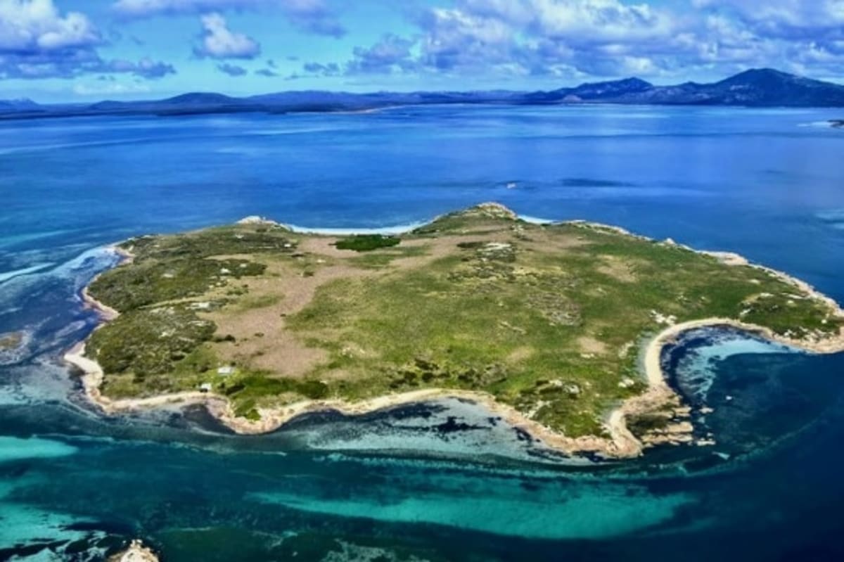 Penguins Return to Island After Feral Cats Removed - Image 3
