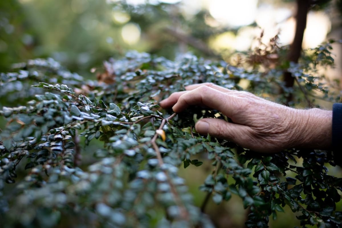 Couple Grows Endangered Forest From Scratch in Tasmania - Image 4