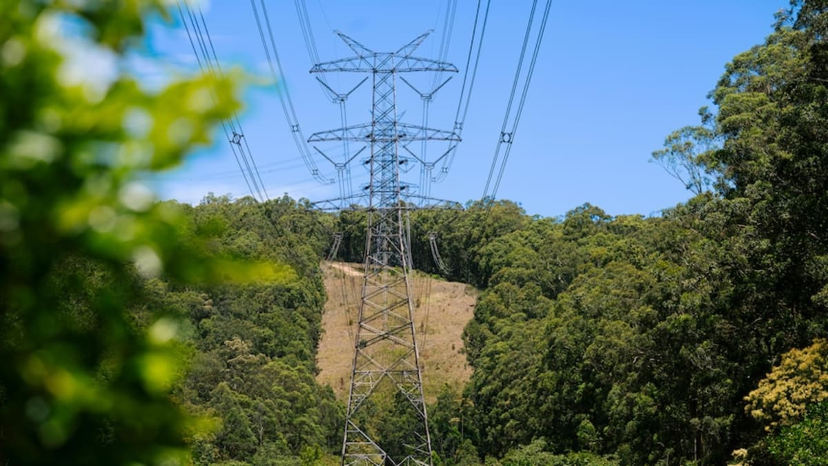 NSW Reroutes Power Lines to Save Homes and Endangered Frogs - Image 3