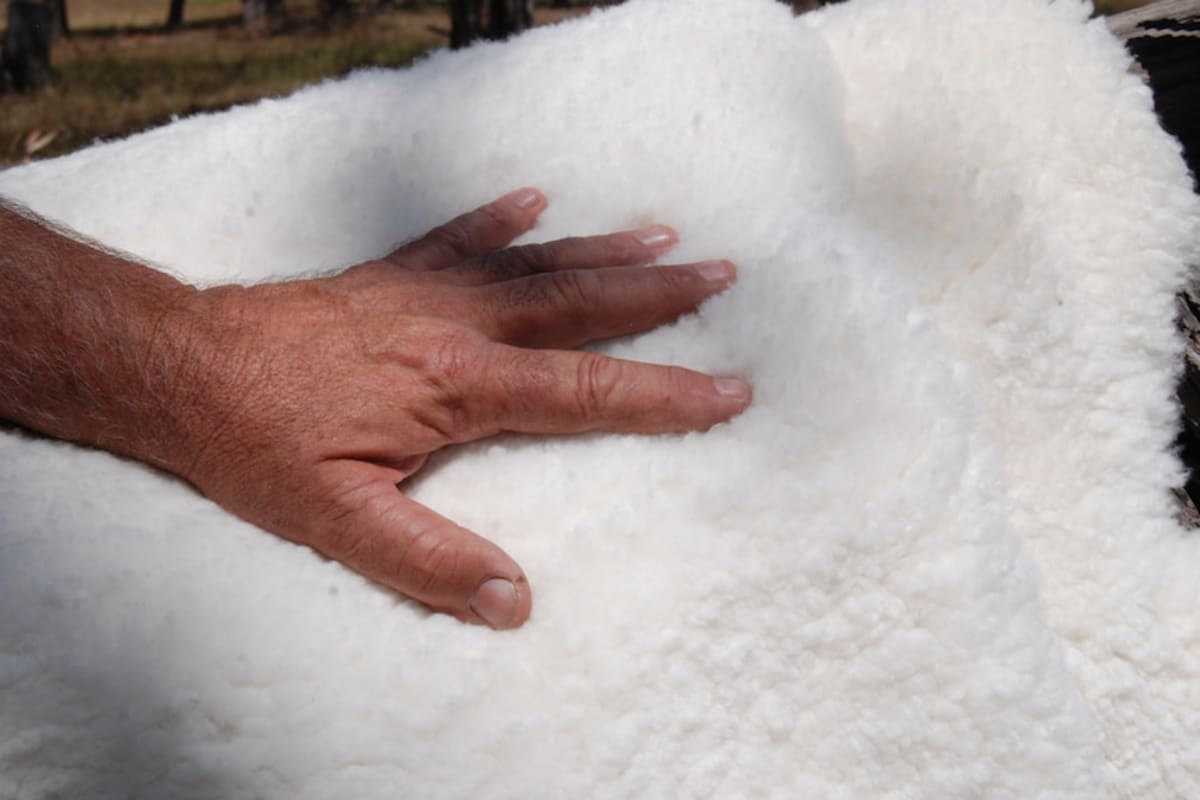 Australian Sheepskins Go From Landfill to $40 in One Year - Image 5