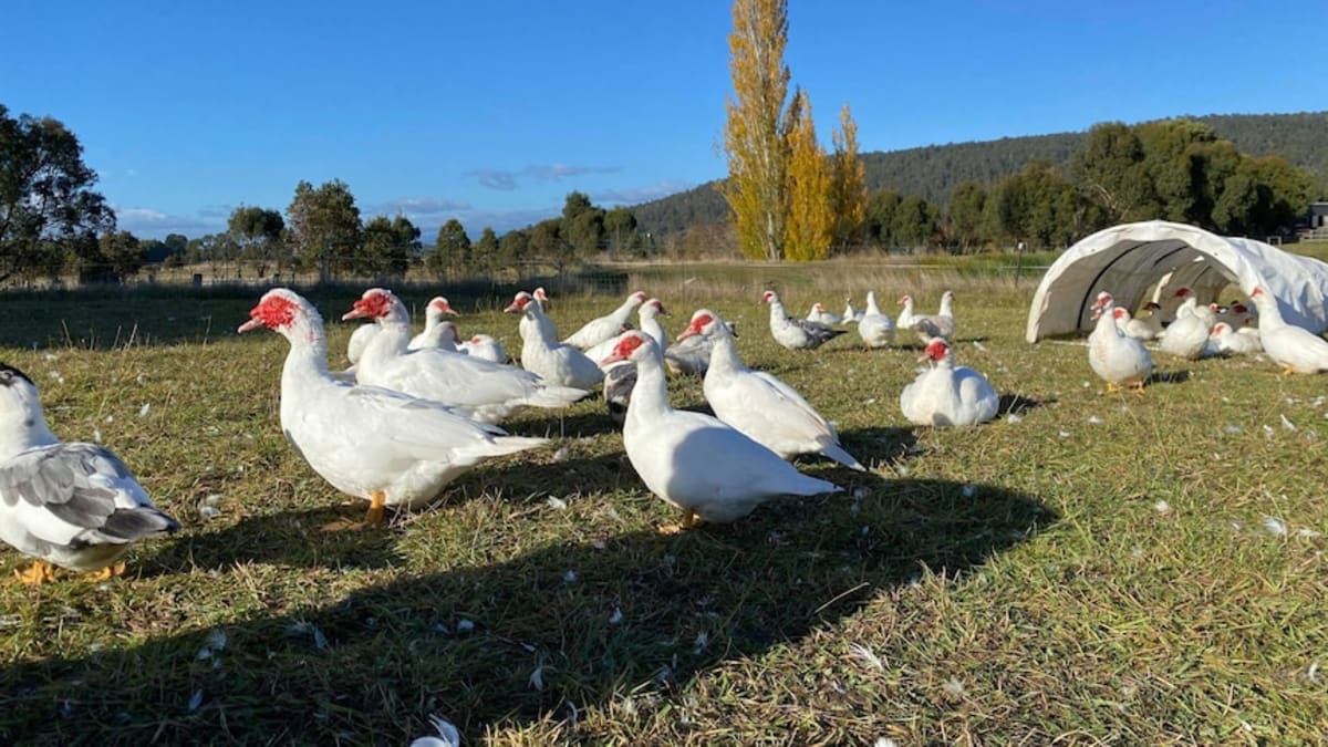 Tasmania Races to Save Native Duck Before It's Too Late - Image 4