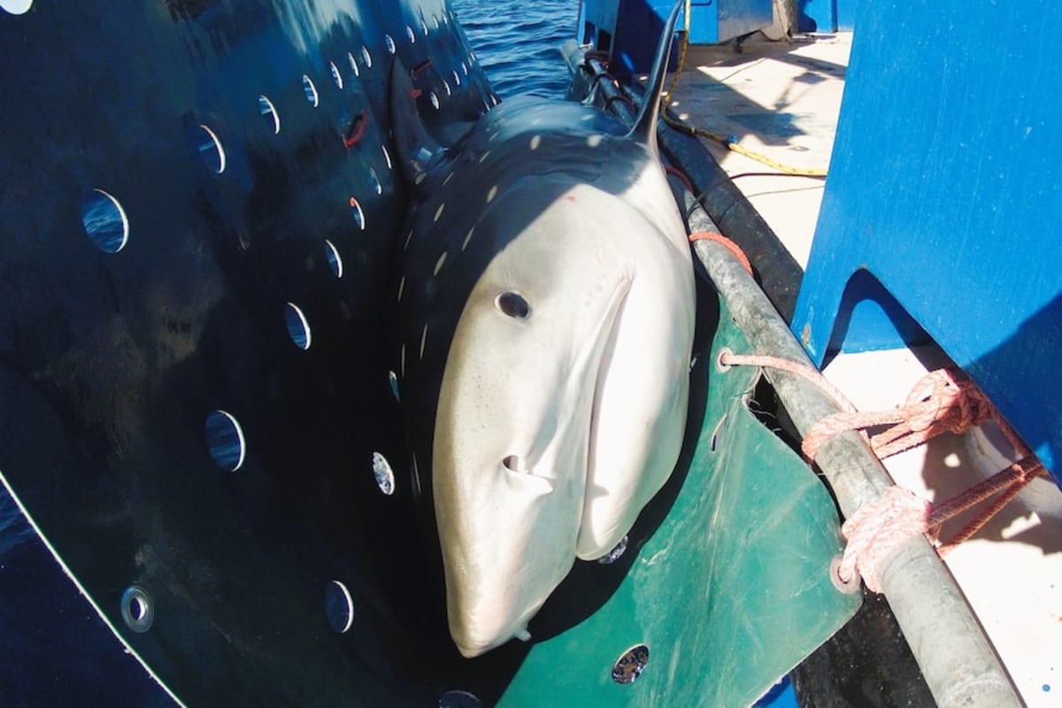 Tiger Sharks Return to Beaches in 3 Months After Relocation - Image 4