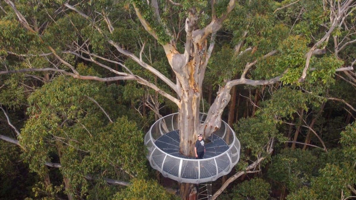 Gloucester Tree Reopens After 3-Year Safety Upgrade - Image 3