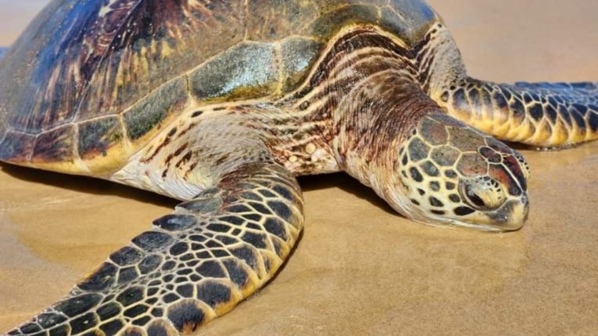 50kg Sea Turtle Saved After Days Stranded Upside Down - Image 2