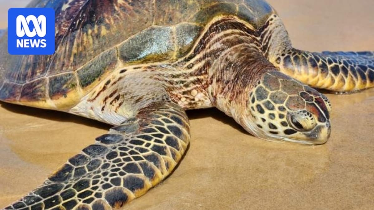 50kg Sea Turtle Saved After Days Stranded Upside Down