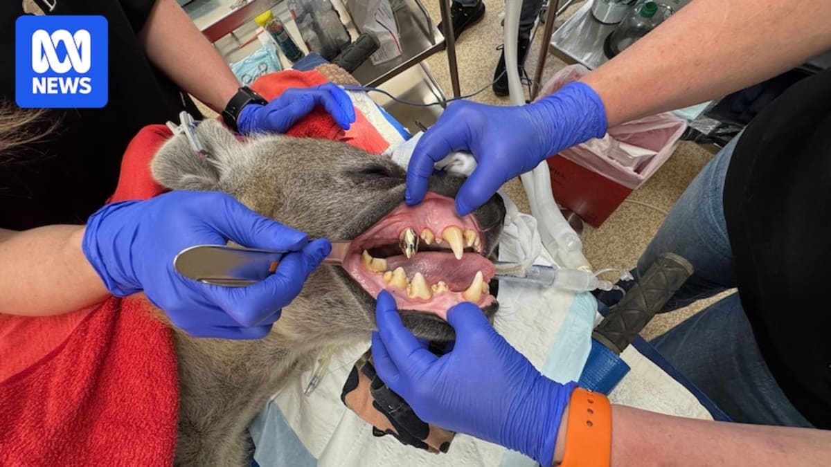 Hyena Gets Gold Crown to Fix Teeth After Cub Injury