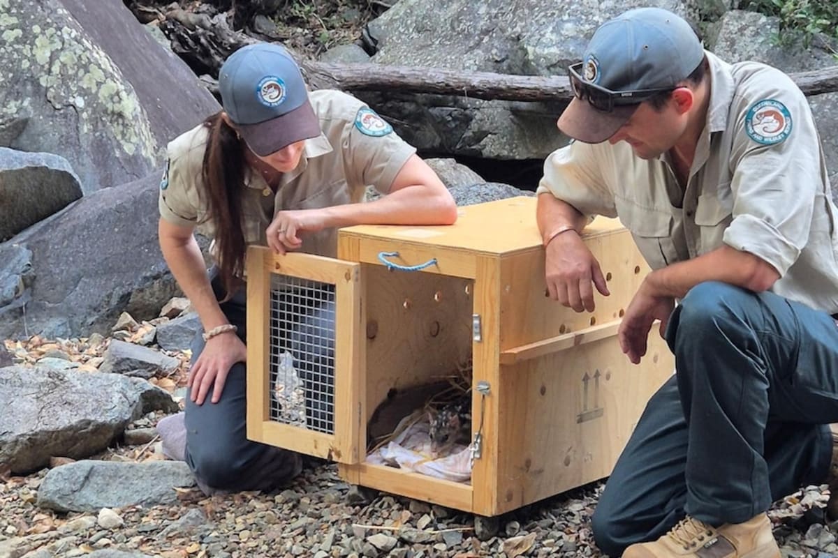 Endangered Quoll Survives 600km Truck Ride to Brisbane - Image 5