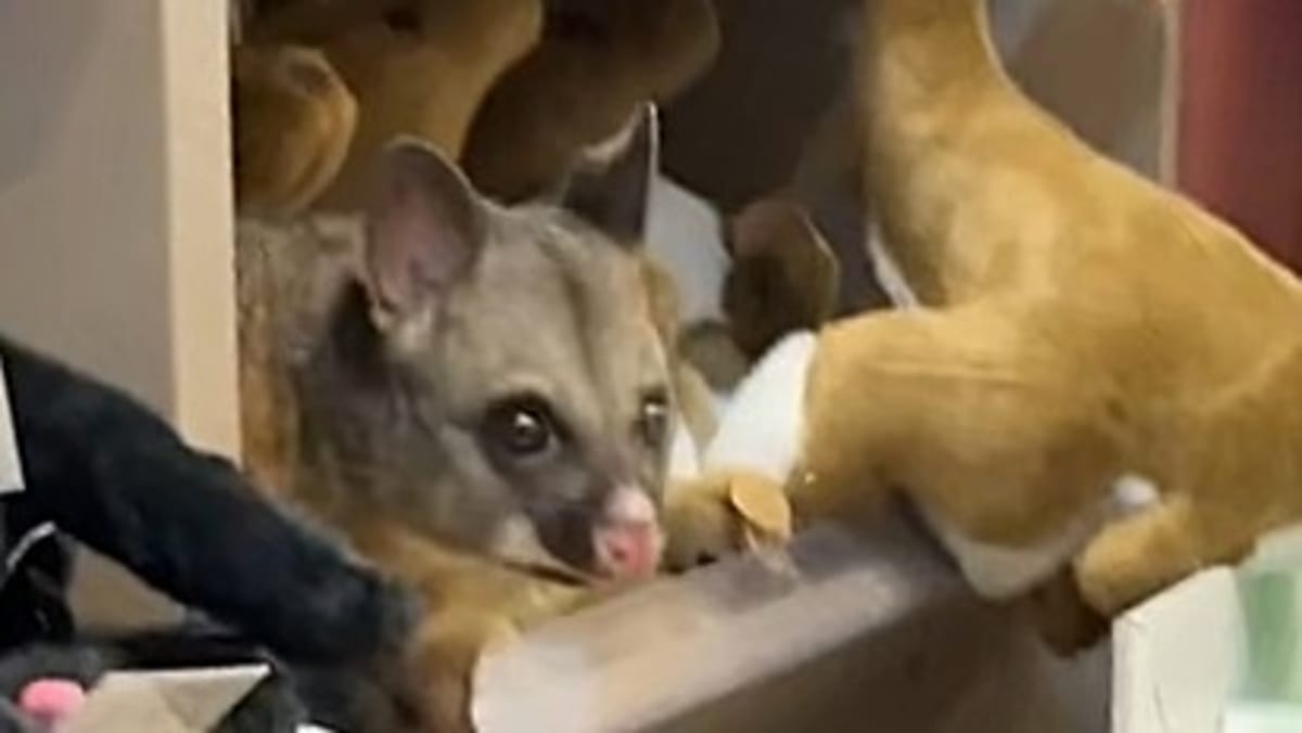 Possum Hides Among Plush Toys in Hobart Airport Shop - Image 2
