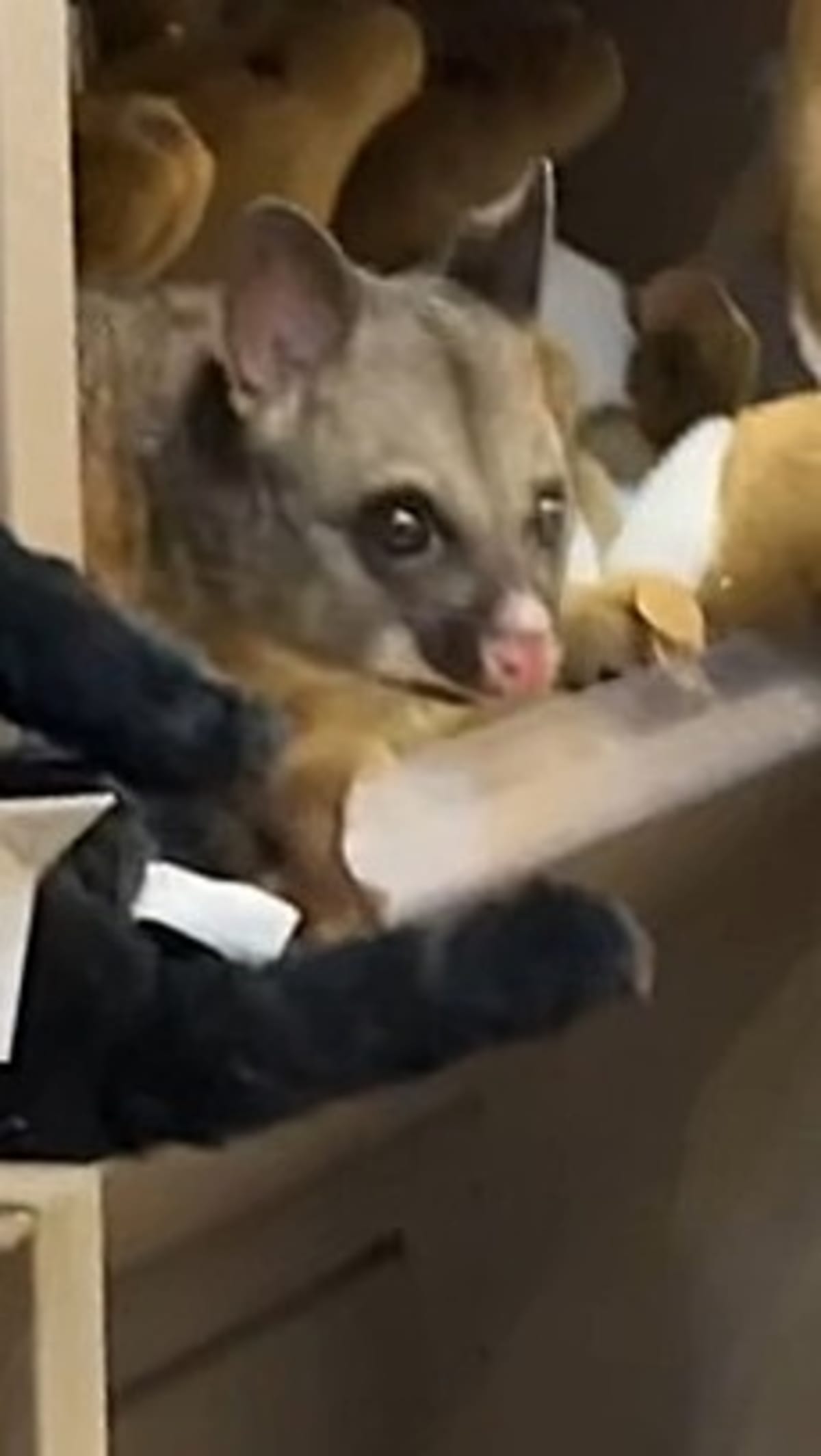 Possum Hides Among Plush Toys in Hobart Airport Shop - Image 3