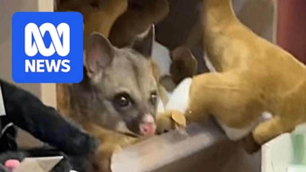 Wild possum sitting among plush toy animals in airport gift shop display