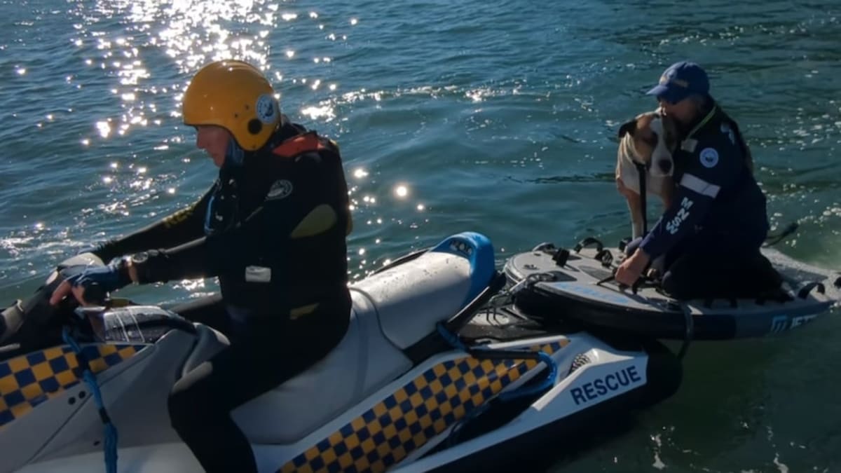 Dog Swims Half a Mile to Island, Rescued by Marine Team - Image 3