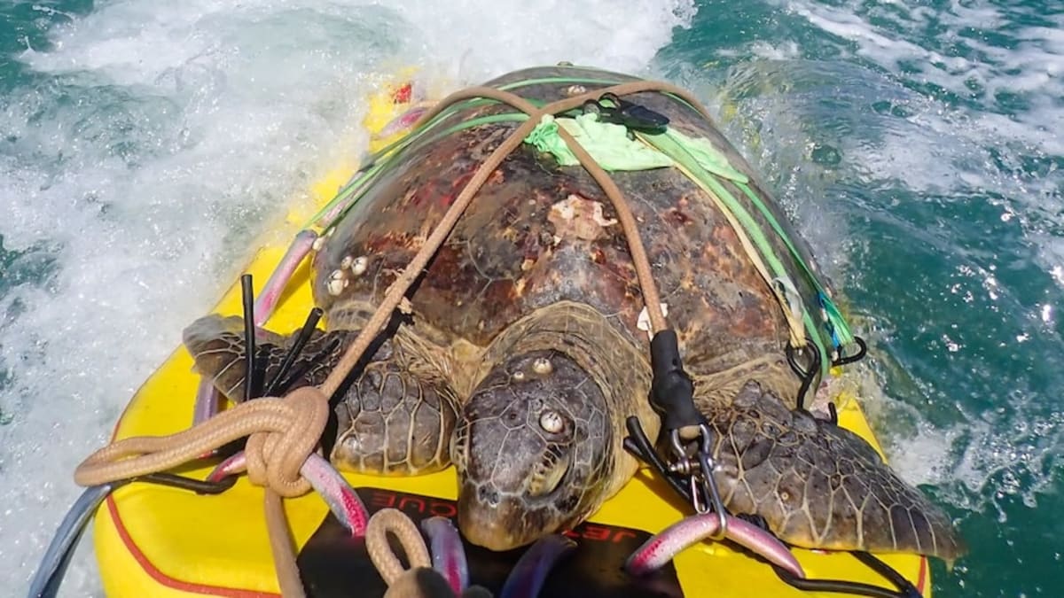 Jetskiers Rescue 100kg Sea Turtle Named Princess Peach - Image 2