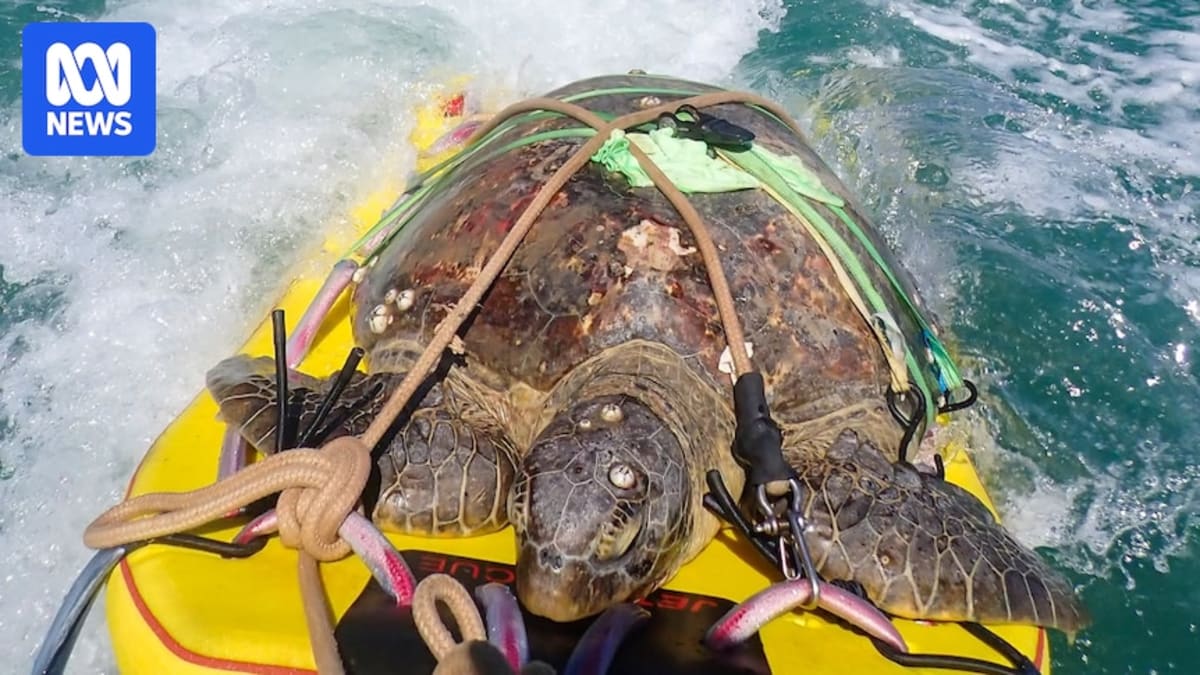 Jetskiers Rescue 100kg Sea Turtle Named Princess Peach