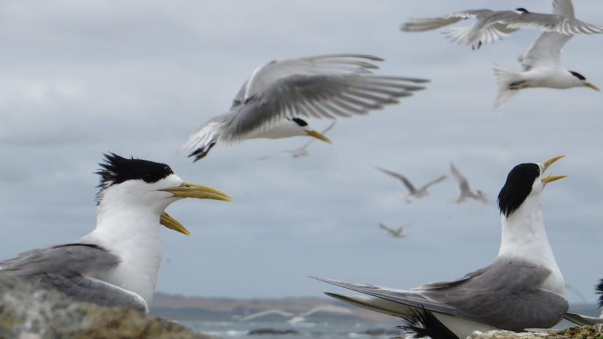 Bird Watchers Join Fight Against H5 Bird Flu in SA - Image 3