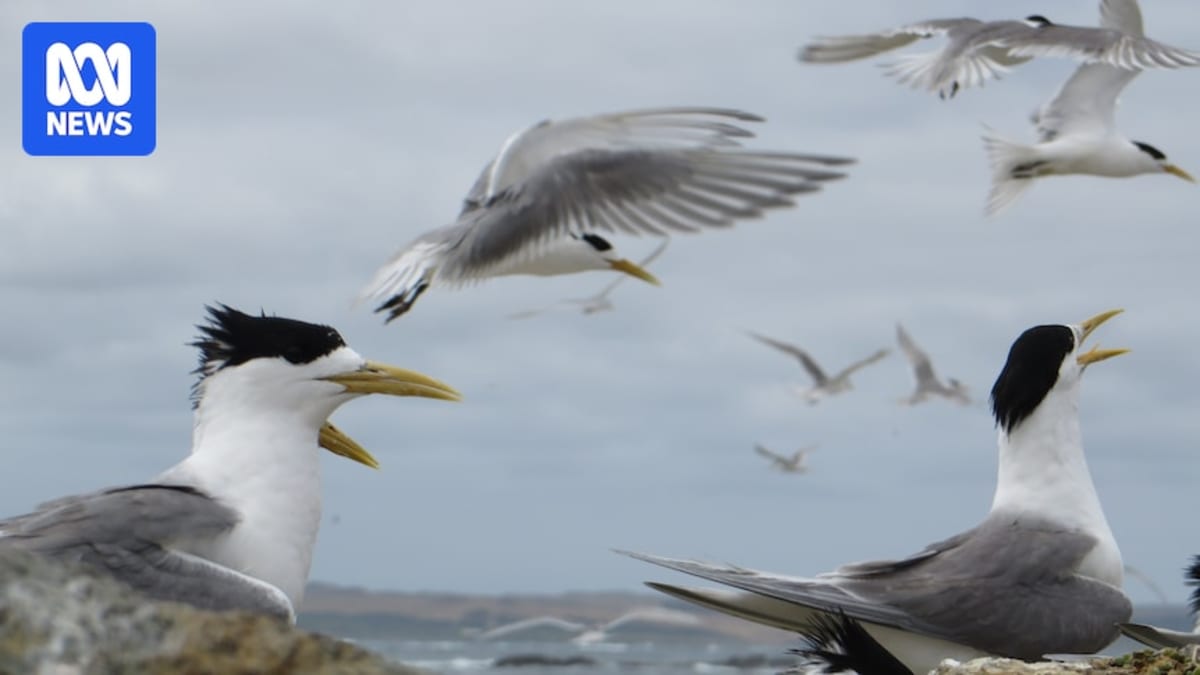 Bird Watchers Join Fight Against H5 Bird Flu in SA