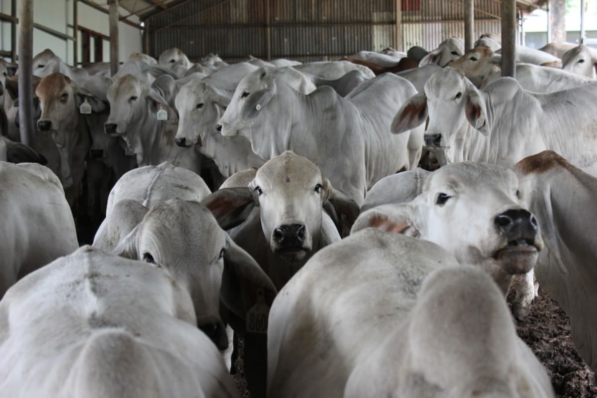 Australian DNA Test Solves Hornless Cattle Mystery - Image 5