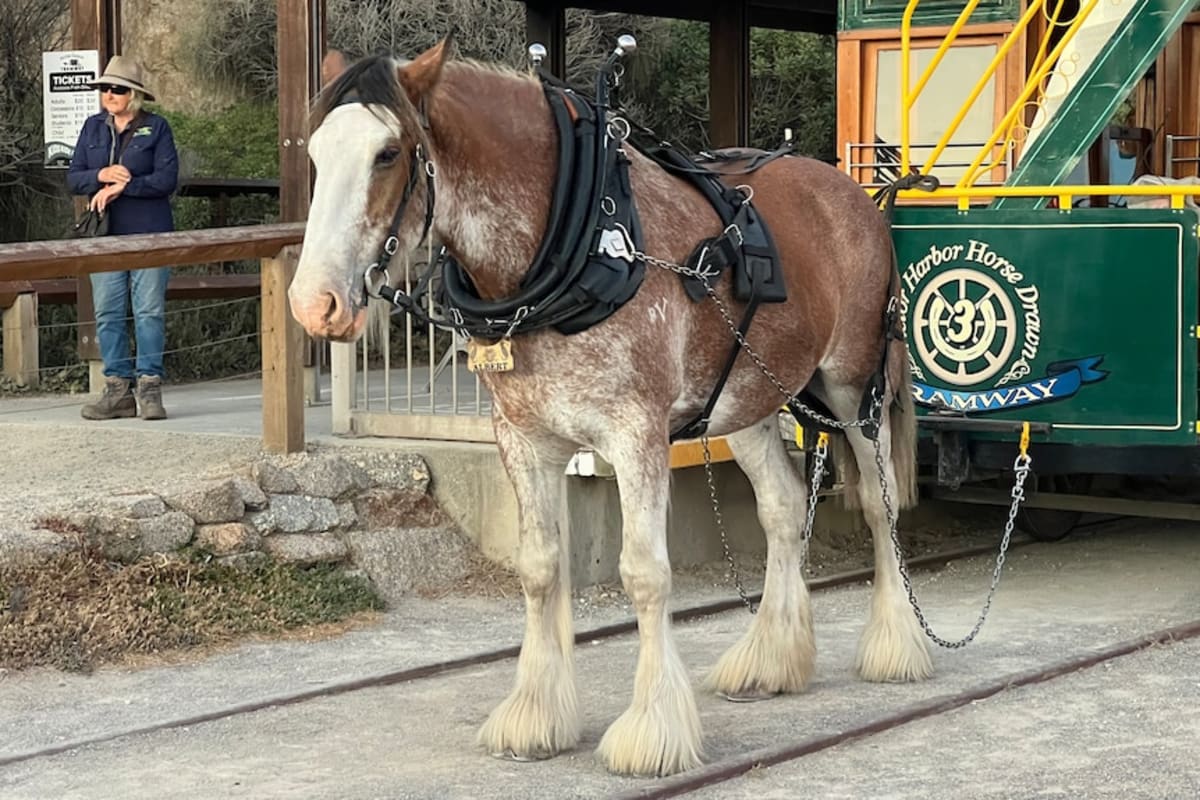 Albert the Clydesdale: 13 Years Pulling Historic Tram - Image 3