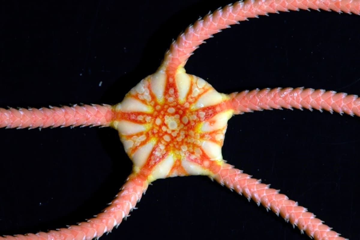 Scientists Discover 149 New Species in Remote Australian Waters - Image 3