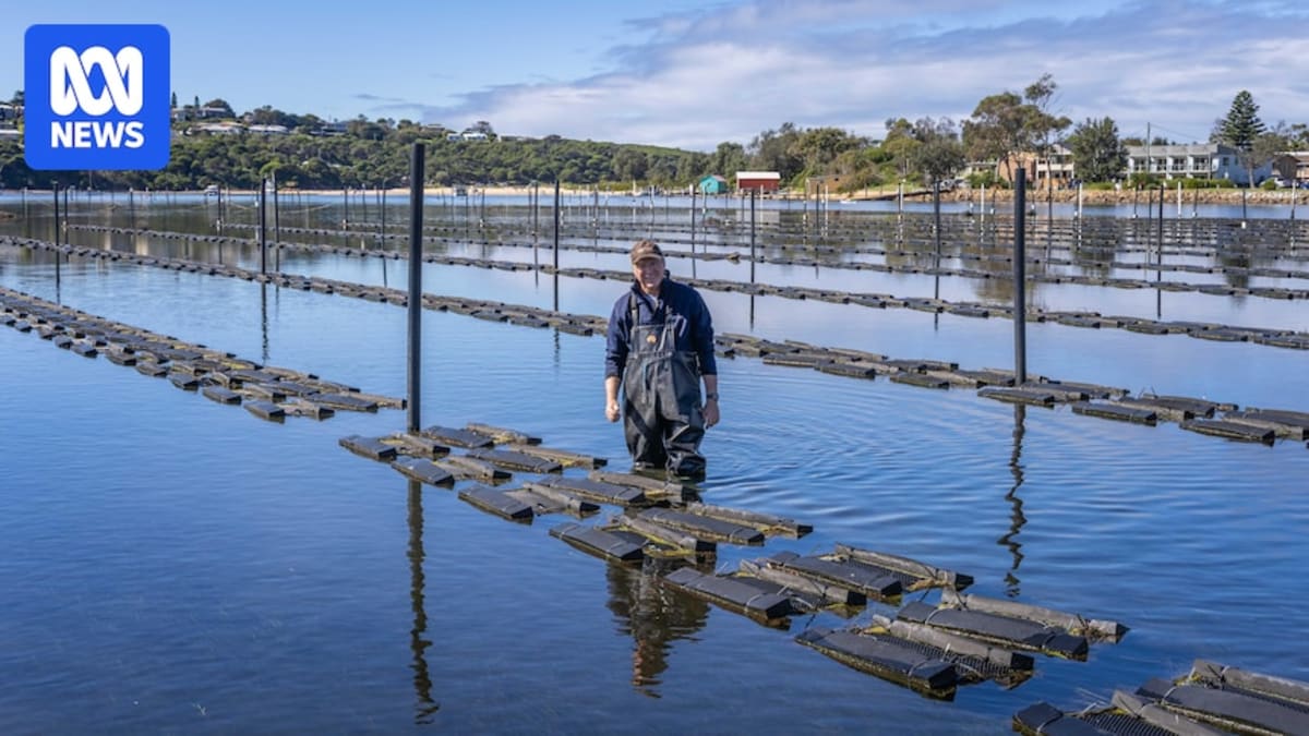 Oyster farmer Hugh Wheeler holding premium Sydney rock oysters at Merimbula Lake coastal estuary