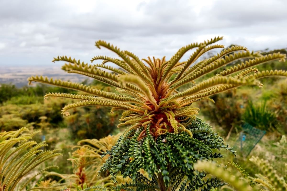 Scientists Save World's Rarest Plants After Australia Fire - Image 3