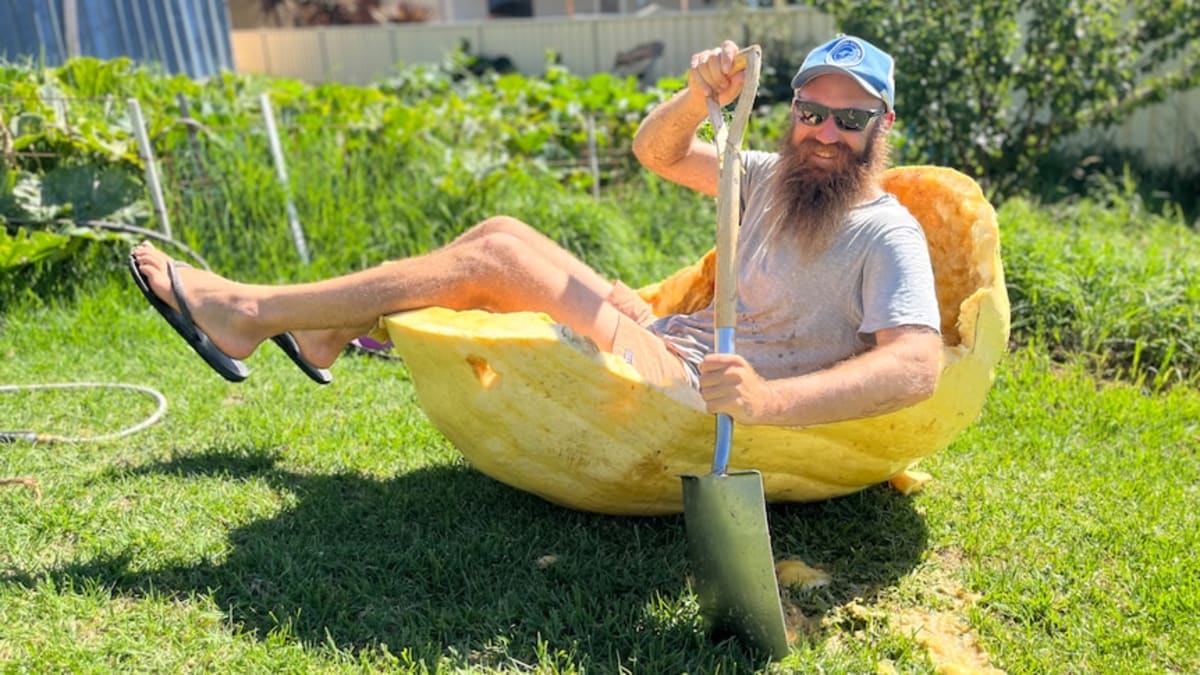 Australian Town Races to Grow 400kg Pumpkins You Can Row - Image 3