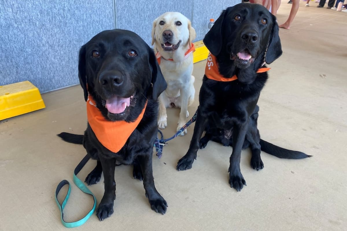 Swimming Australia Adds Therapy Dogs to Reduce Athlete Stress - Image 3