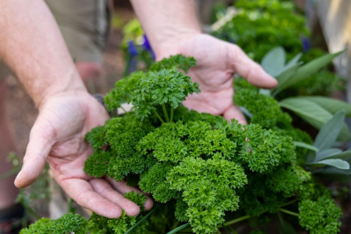Indoor Gardening Grows Fresh Food in Tiny Apartments - Image 5