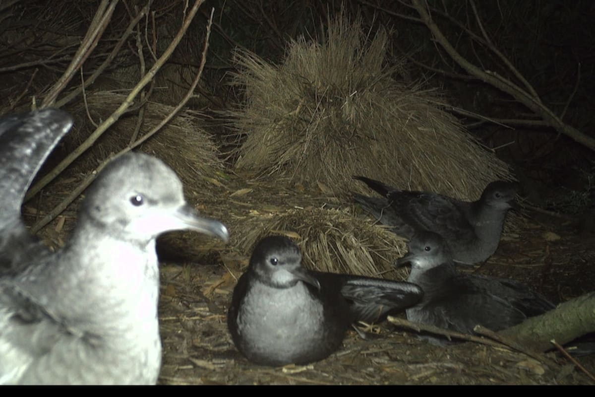 Penguins Return to Island After Feral Cats Removed - Image 5