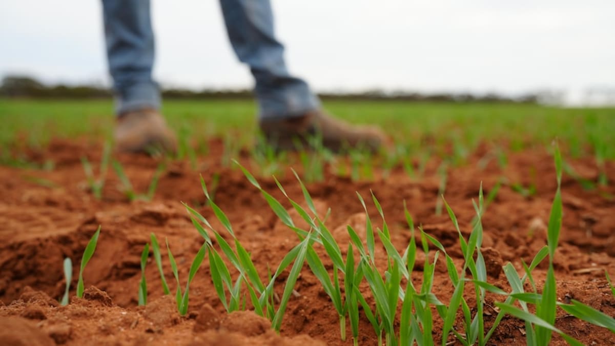 South Australia Farms Spring Back After Years of Drought - Image 2