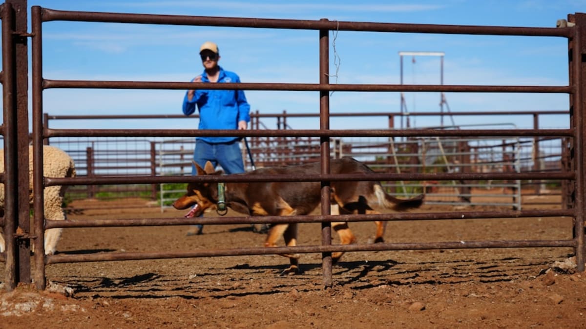 TV Show Sparks Surge in Working Dog Demand Down Under - Image 2